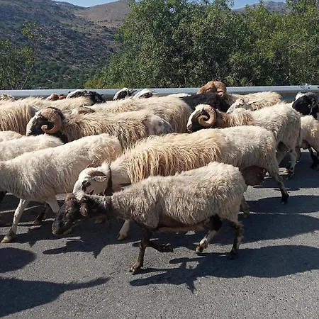 Appartamento Nektarios